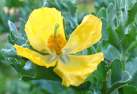 yellow-horned poppy